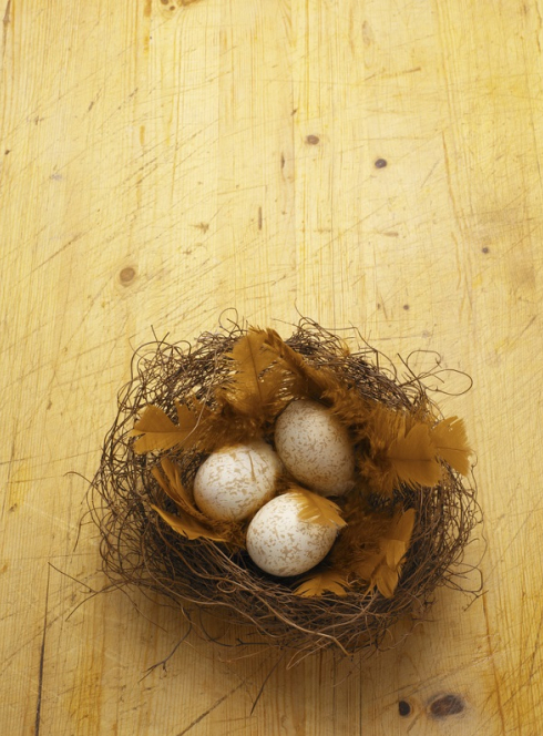 Week-end ornithologie au Muséum de Toulouse