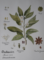 Collections végétales