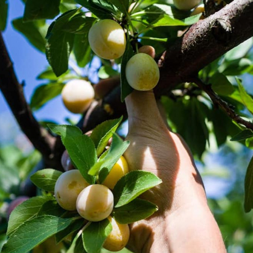 Cueillette de la Croix Verte : fruits