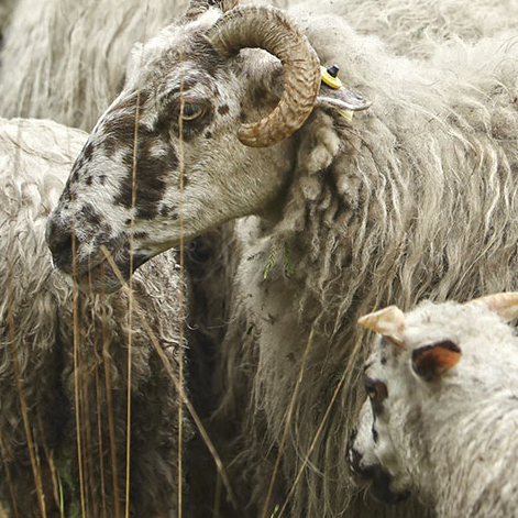 Grande transhumance urbaine 2018