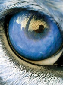 Oeil du loup