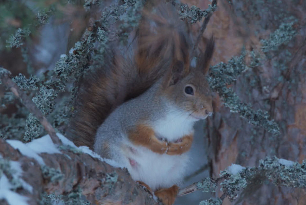 Aïlo : une odyssée en Laponie - Écureuil