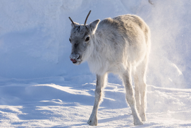 Aïlo : une odyssée en Laponie - Neige