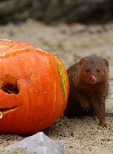 Halloween au Zoo de Lille : mangouste et citrouille