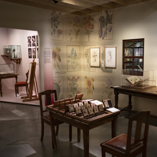 Fleurs, au delà des apparences