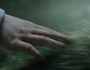 Peter et Elliott le Dragon