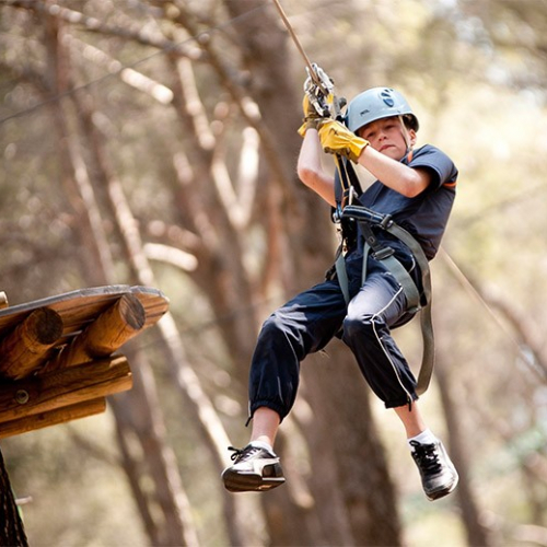 Le Royaume des arbres - Le Castellet