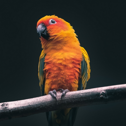 Parc ornithologique de Bretagne