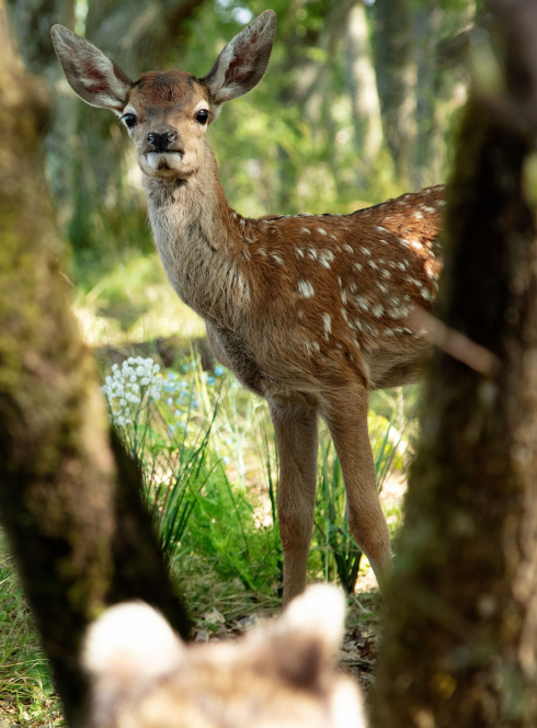 Bambi, L’histoire d’une vie dans les bois : le faon