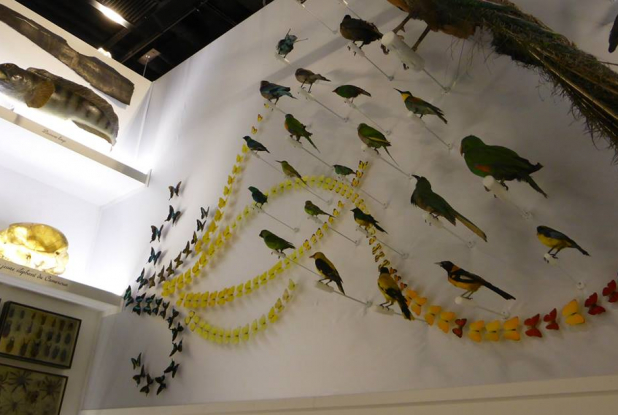 Collection d'oiseaux - Dans la chambre des merveilles - Musée des Confluences