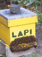 Musée des abeilles