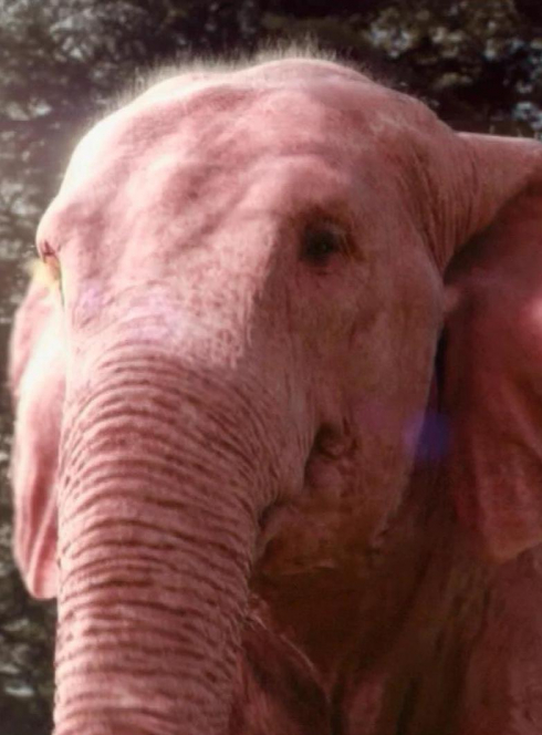 Elephant rose pour le 1er avril
