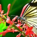 Jardins aux papillons