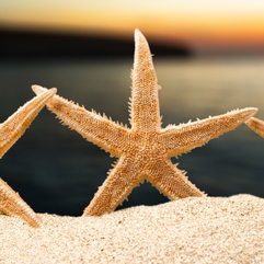 Destination famille pour le réveillon