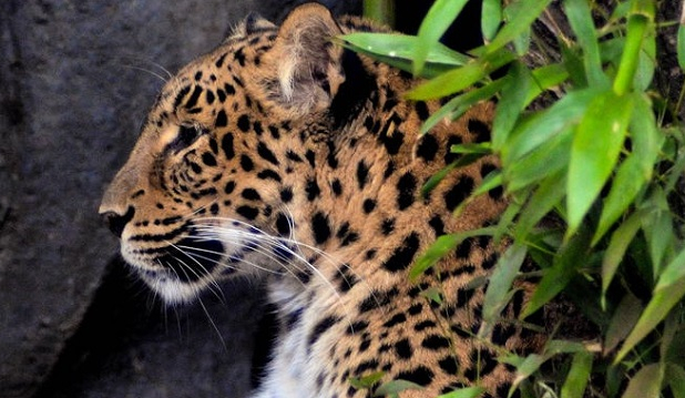 Ménagerie © MNHN - Jérôme Munier