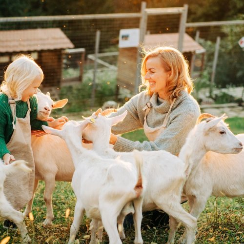 Top des fermes près de Nice : Visite d'une chèvrerie en famille