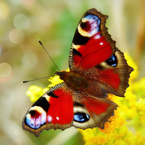 Fête du printemps au Domaine du Rayol