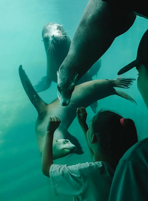 Aquarium Nausicaá : Rencontres insolites