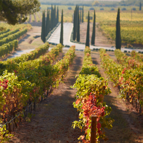 Eté indien en Provence