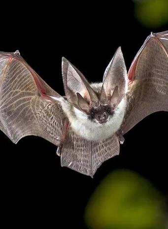 Nuit de la chauve-souris à Logné - Zoologiste.com