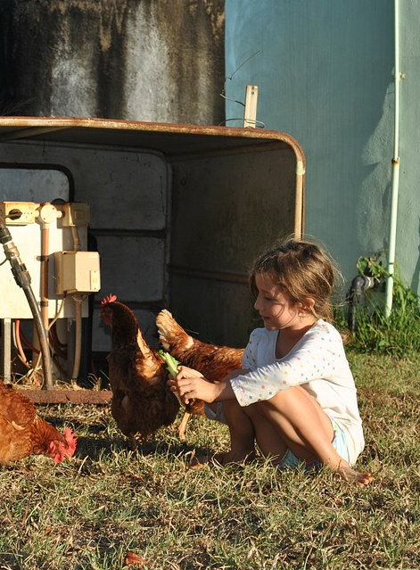 Ferme enfant poule