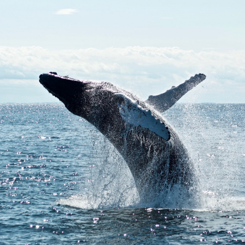 Les simples conférences : plongeur spécialiste des cachalots