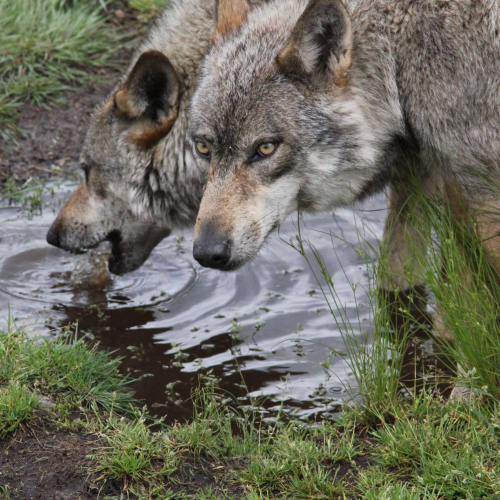 Ateliers découverte sur les Landes de Bretagne