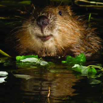 Le Printemps des castors