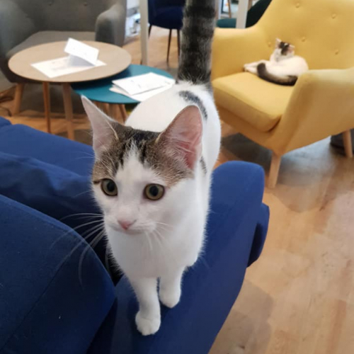 Chat alors, nouveau bar à chat à Rennes