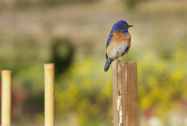 Tout est possible (The biggest little farm) - Oiseau