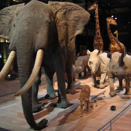 Museum Histoire naturelle