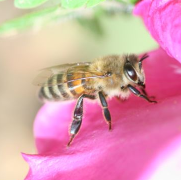 abeille-miellerie