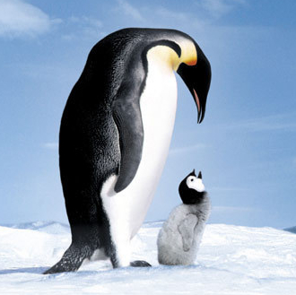 Marche de l'empereur