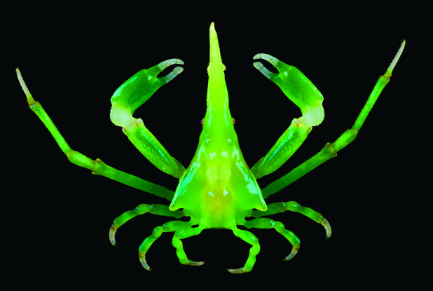 Expo Océan, une plongée insolite - Simocarnicus