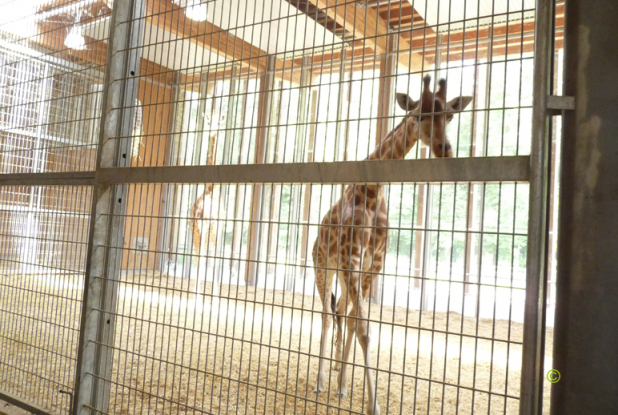 Zoo de Lyon la giraferie