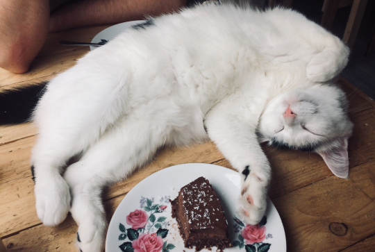 Au bonheur des chats