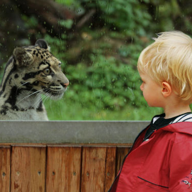 Parc des félins - Panthère nébuleuse
