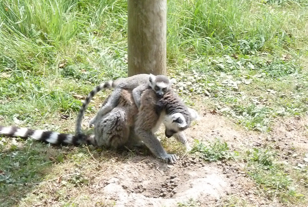 Parc des félins : lémuriens