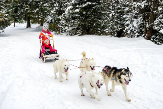 Top des activités neige à tester en famille à la montagne sans skier : chiens de traîneau