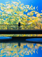 Expo Océan - Immersion dans le monde sous-marin : banc de poissons