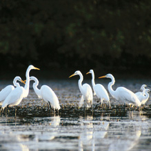 Réserve ornithologique de Saint Laurent du Var