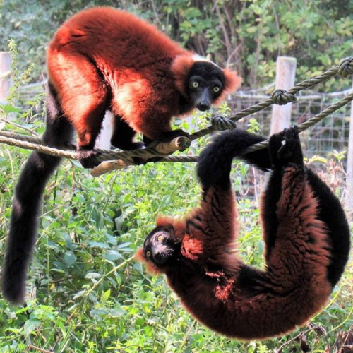 Anniversaire au Parc zoologique et botanique