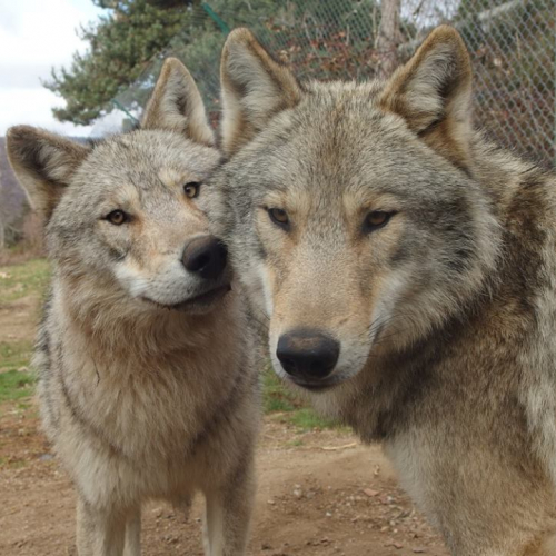 Les Loups du Gévaudan