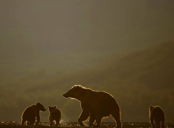 Terre des Ours