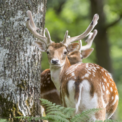 Espace Rambouillet : cerf