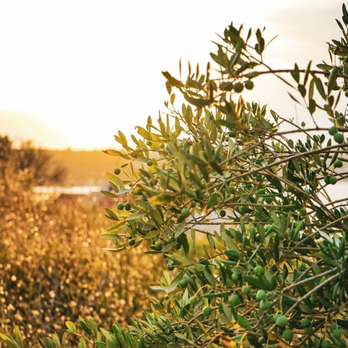 Fête de l'Olive des Collines Niçoises