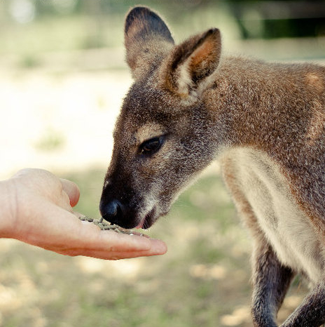 Parc Australien de Carcassonne