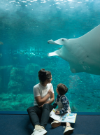 Aquarium Nausicaá à Boulogne-sur-Mer : sortie en famille