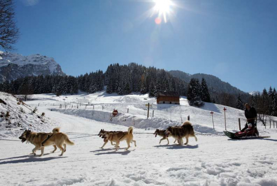 5 raisons de découvrir les Alpes du Léman cet hiver 2025-26 - chiens de traineau