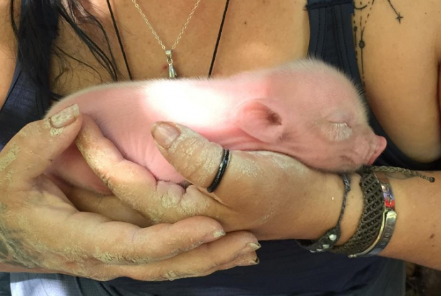 Terre de Soleil : Porcelet